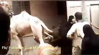 Dangerous Camel Qurbani 2022 Very Dangerous Qurbani 2022