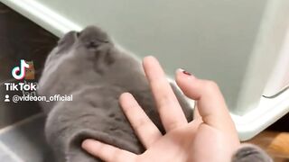 Funny cats