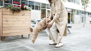 Cute puppy lovely jump