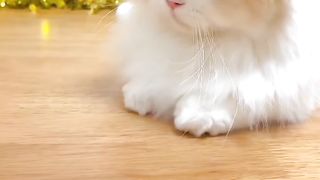 Cutest Cat ever????