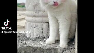 Cute Cat Attitude Status
