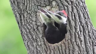 Pileated Woodpecker Chicks At the Nest