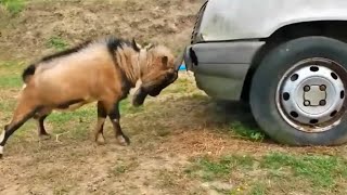 Incredibly hilarious animal moments #1