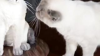 Cat Reaction to Cake that is similar to cat || #viralshorts #shorts