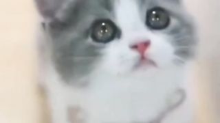 Cutest cat blackie????????