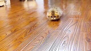 Funny cat compilation ????????????????