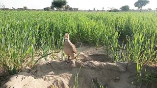 teeter boli grey francolin video teetar shikar voice1