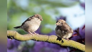 Beautiful birds in world