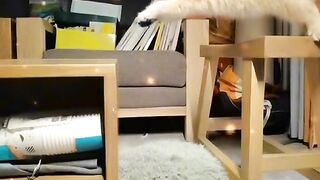 Talented funny cat compilation ????????