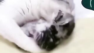 Funny cat???? and kitten