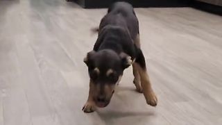 Happy Dog for animal lovers