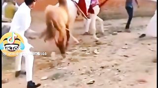 Funny horse ????: #febspot #trending #viral