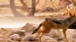 Briliant Catch in Jungle