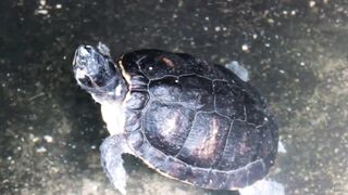 Turtle ???? life in water