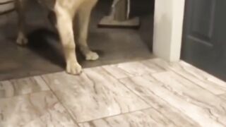 watch the end ????????#shorts #funny #fpy