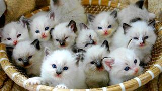 Cute kitten's 2022