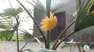 Guava Garden in My Village| #vlog #daily #febspot #duckybhai