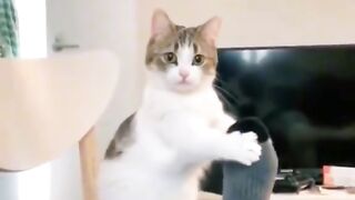 Memes