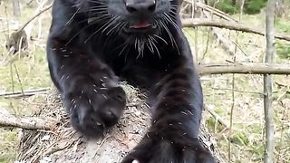 That's the kind of black beauty I am.