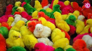 Many Coloured Chicken Baby, Coloured Chicks, Baby Chicken | Our Lifestyle 2022