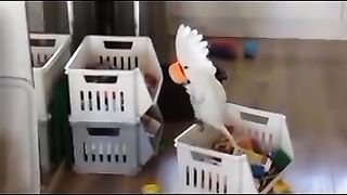 parrots are freaks.