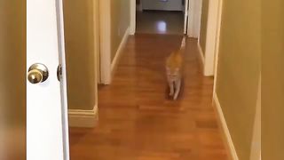 Funniest Animals, Funniest cats and Dogs
