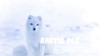 Beautiful animals in the world ????.