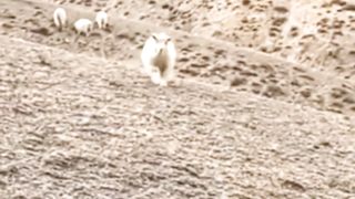 Funny cute lamb