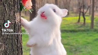 tiktok videos