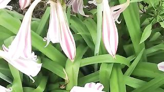 White lillies