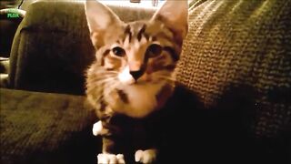 Funny cute Cats/7