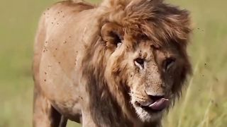 Beautiful action lion King video