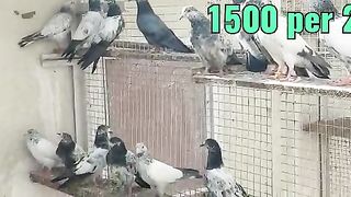 Pigeons video| pigeon | kabootar bazi