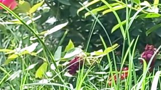 Beautiful View of Nature | Beautiful Relaxing Music | #short | #nature