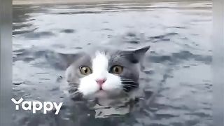 cat in the sea
