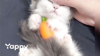 cat with owner like a queen