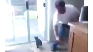 Cats Are Hilarious - Funny Cats