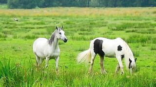 Beautiful horse video