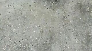 Most Viewed Animal video-(2023)