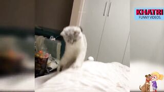 Cute and Funny Cat Videos - Baby Cats #2 |KHATRI FUNNY VIDEOS