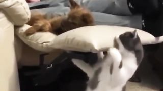 Cute funniest cats????????????video funny animals