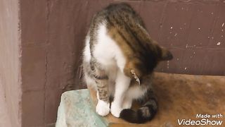 Angry cat getting ready to eat mouse ????