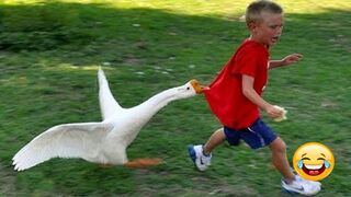 Funny Videos Animals - Funniest Geese Compilation - _ LIFE FUNNY PETS ????????
