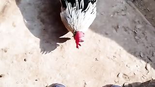 Crazy chicken ????