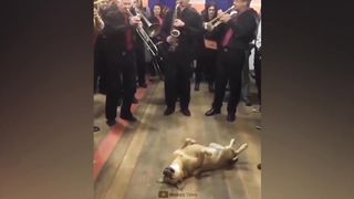 Самые  смешные мемы