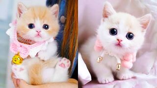 Cute baby playing whit cute cat