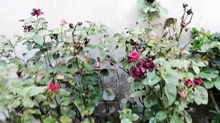 gardening vlog