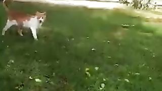 Cat lover
