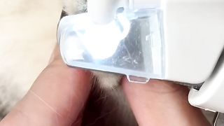 Cat video