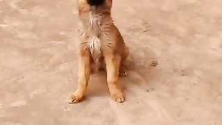 German Shepherd Dog